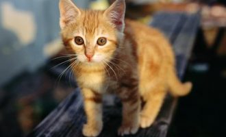 2019年12月7日普洱市直机关遴选公务员笔试真题及答案解析_公务员遴选笔试真题简报