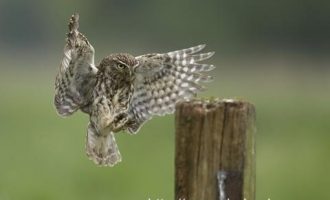 2017年3月11日济宁市任城区纪委遴选公务员笔试真题及答案解析_山东公务员遴选培训机构