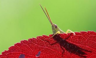 2017年濮阳市委办公室选调公务员笔试真题及答案解析_中央机关公务员遴选和选调公示