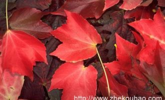 2020年7月26日河北省委政法委遴选笔试真题及解析_2020山东检察院遴选公告