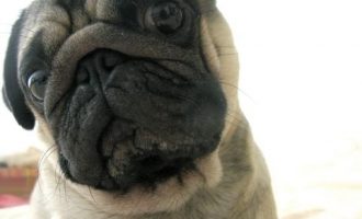 0621尼科洛的微笑：马基雅维利传_周口考公务员考试培训