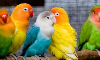 0520 《青年变革者》 刘杨解读_公务员培训创意经济与思维变革