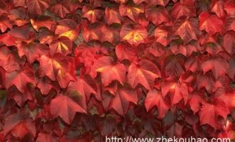 2020年8月8日江西省萍乡市事业单位面试真题及解析_2020年云南省公务员遴选复习资料