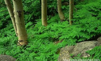 2020年江西省遴选热点：用实事促“人和”_广西公务员遴选真题