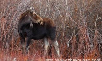 0123忠实的刽子手_丽水公务员考试培训班