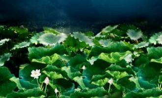 2020年纪委遴选热点：学习先进，勇当忠诚干净担当的表率_2020泉州中级法院遴选名单