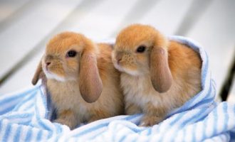 2019年国家领袖讲话：习近平在金砖国家领导人巴西利亚会晤公开会议上的讲话_2019年广西公务员遴选公告