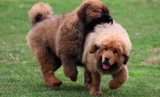 0119棉花帝国_安徽合肥十大公务员培训机构排名