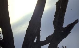 公职人员围观参与这事，从重处罚！_公职人员