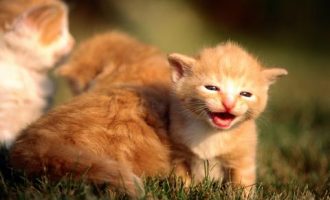 几篇“屎尿诗”，为何“圈内说香，圈外说臭”？若是机关领导写的……_检查表