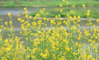 过年了，怎么样给领导拜年好，要送礼吗？_中央领导