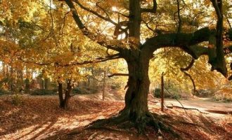 82年的她，拟任正厅，将是最年轻的正厅级干部_省部级干部