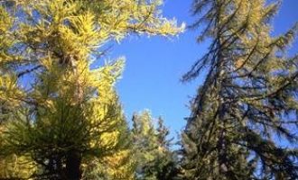 乡综治委员小何最近很烦恼！！_支部委员