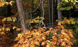 官场小小说：眼光_黑龙江省长