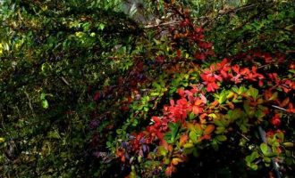 这样的领导，我服！_梦到领导