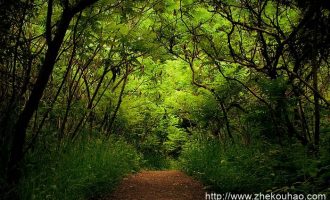 中纪委震撼发声：乱问责、错问责、问错责，叫停！_河南省公务员