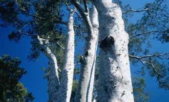 闹灾荒的时候，和珅在给灾民的米汤里撒了一把沙子，竟被皇帝表扬_齐河县委书记