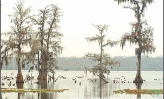 网友养了两个月的骗子，终于卖茶叶了！ 这套路比电视剧还精彩_主送机关