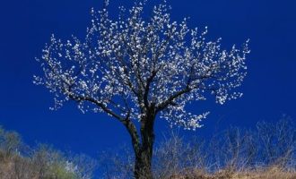 我是基层公仆，不是奴仆_基层党组织