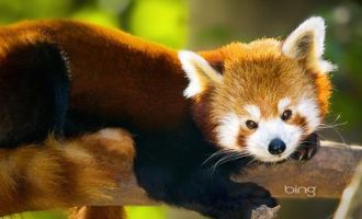 公安提醒：春节这些东西别晒到朋友圈，有危险！_公安厅厅长