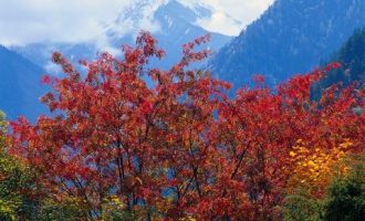 2019，记住这12种行为属于犯罪，稀里糊涂是会坐牢的！（专业普法）_公务员省考