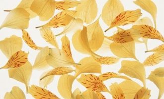 官场微小说：爱种菜的王局长_副局长