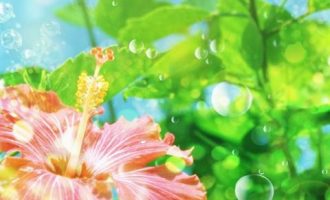 官场微小说：局长吃鱼_司局长