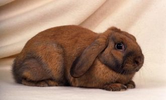 人民日报：基层干部每天一上班，就得打开各类APP和公众号，强推单位公众号是新形式主义，要严查重处！_基层干部