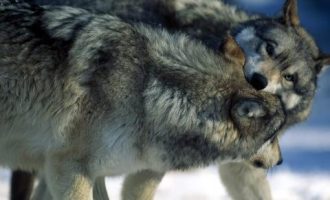 触目惊心！被垃圾包围的农村，怎么治，谁来治？_农村党员