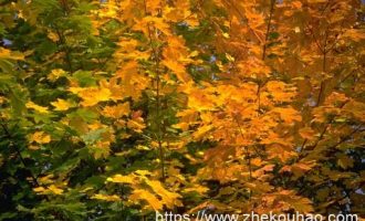 雄安大学！新消息来了，6个字_大学生村官