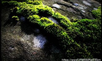 招7110人，其中招警994名！公务员编制，大专即可！今天开始报名！_公务员调任