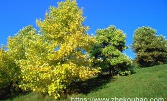 父亲是市长的司机，他给我推荐……_龙岩市市长