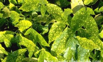 失眠=自杀！药王孙思邈千金助眠方，5分钟入眠一觉到天亮_济宁市委书记