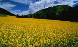 孙悟空，不是一个合格的乡镇干部_乡镇干部